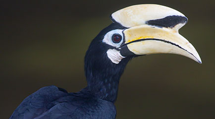 Birderz.com: Easily upload, share and organize your bird photos, trip ...